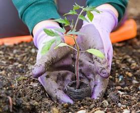 Indicadores de beneficios sociales ambientales económicos de las arborizaciones